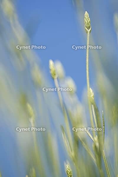 Common lavender (Lavandula angustifolia), Kempen, North Rhine-Westphalia, Germany [IBR123893338]