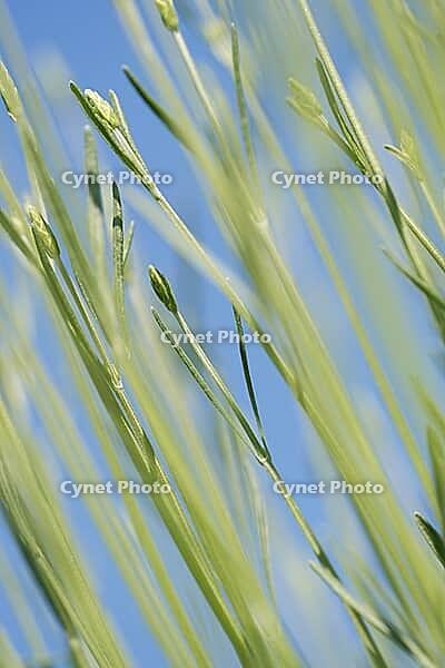 Common lavender (Lavandula angustifolia), Kempen, North Rhine-Westphalia, Germany [IBR123893339]