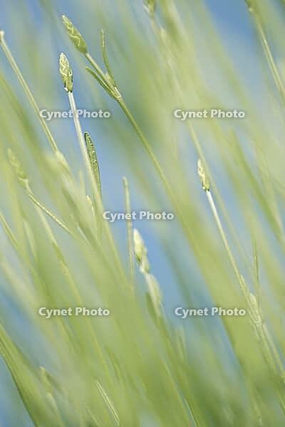 Common lavender (Lavandula angustifolia), Kempen, North Rhine-Westphalia, Germany [IBR123893340]