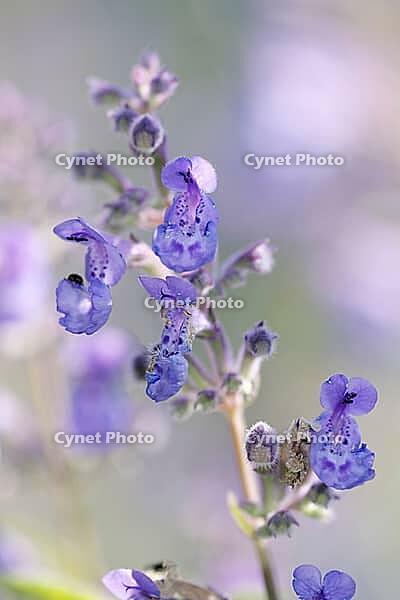 Close-up of catnip (Nepeta cataria), Kempen, North Rhine-Westphalia, Germany [IBR123893341]