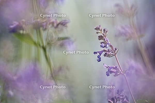 Close-up of catnip (Nepeta cataria), Kempen, North Rhine-Westphalia, Germany [IBR123893342]