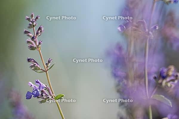 Close-up of catnip (Nepeta cataria), Kempen, North Rhine-Westphalia, Germany [IBR123893343]