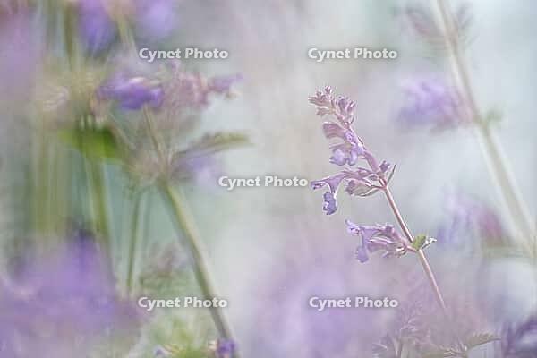 Close-up of catnip (Nepeta cataria), Kempen, North Rhine-Westphalia, Germany [IBR123893344]
