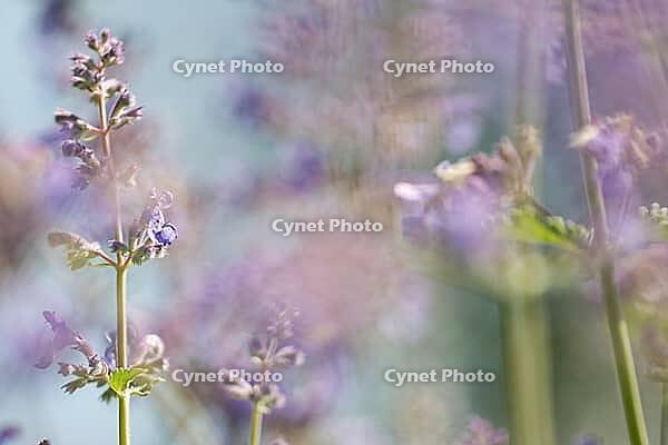 Close-up of catnip (Nepeta cataria), Kempen, North Rhine-Westphalia, Germany [IBR123893345]