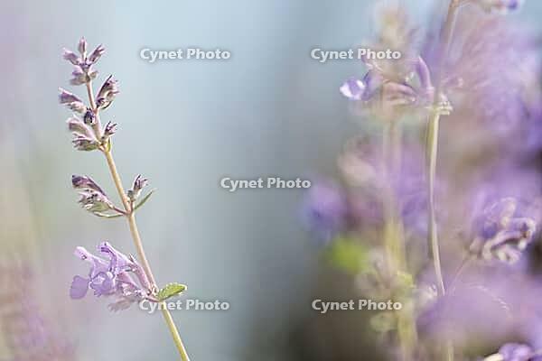Close-up of catnip (Nepeta cataria), Kempen, North Rhine-Westphalia, Germany [IBR123893346]