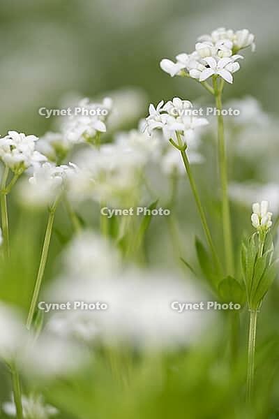 Close-up of woodruff (Galium odoratum), Kempen, North Rhine-Westphalia, Germany [IBR123893348]