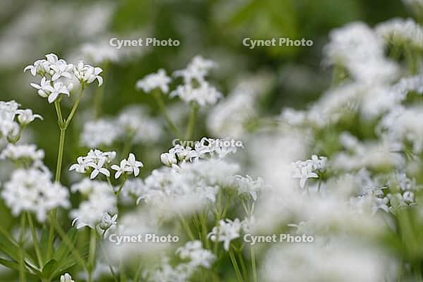 Close-up of woodruff (Galium odoratum), Kempen, North Rhine-Westphalia, Germany [IBR123893349]