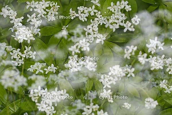 Close-up of woodruff (Galium odoratum), Kempen, North Rhine-Westphalia, Germany [IBR123893350]