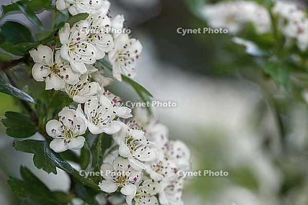 Close-up of a flowering common hawthorn (Crataegus monogyna), Kempen, North Rhine-Westphalia, Germany [IBR123893353]