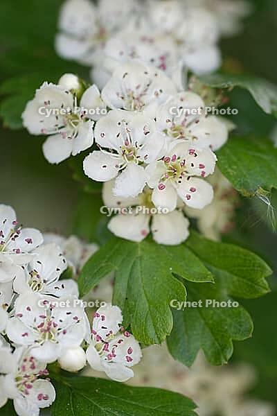 Close-up of a flowering common hawthorn (Crataegus monogyna), Kempen, North Rhine-Westphalia, Germany [IBR123893354]