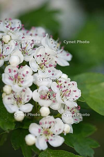 Close-up of a flowering common hawthorn (Crataegus monogyna), Kempen, North Rhine-Westphalia, Germany [IBR123893355]