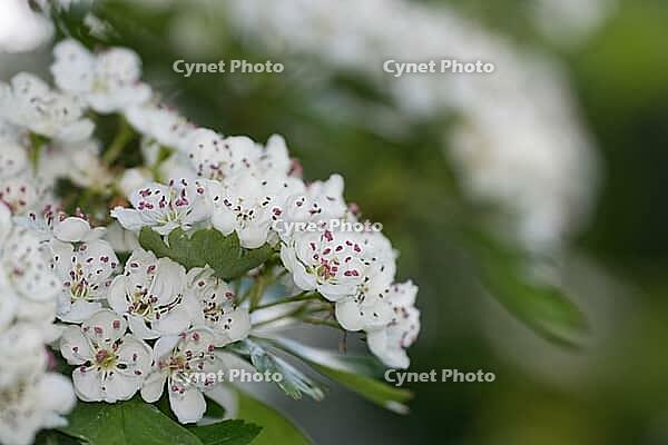 Close-up of a flowering common hawthorn (Crataegus monogyna), Kempen, North Rhine-Westphalia, Germany [IBR123893356]