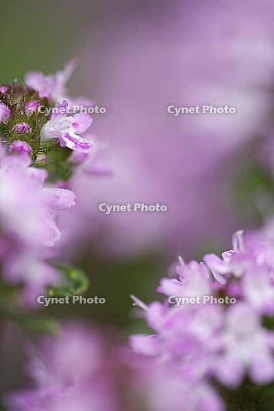 Close-up of a flowering common thyme (Thymus vulgaris), Kempen, North Rhine-Westphalia, Germany [IBR123893357]