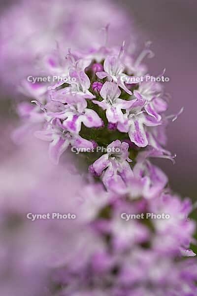 Close-up of a flowering common thyme (Thymus vulgaris), Kempen, North Rhine-Westphalia, Germany [IBR123893358]