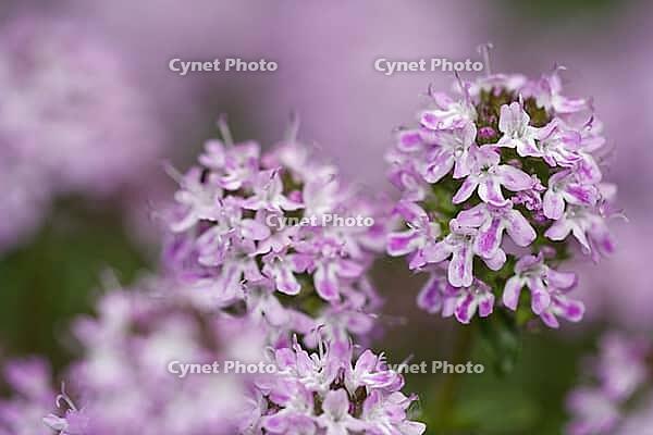 Close-up of a flowering common thyme (Thymus vulgaris), Kempen, North Rhine-Westphalia, Germany [IBR123893359]