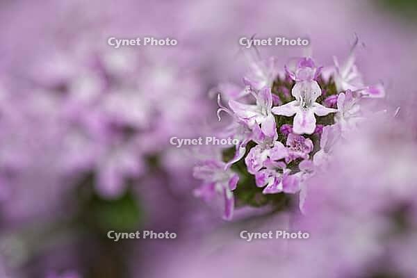 Close-up of a flowering common thyme (Thymus vulgaris), Kempen, North Rhine-Westphalia, Germany [IBR123893360]