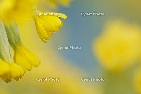 Close-up of a blooming Common cowslip (Primula veris), Kempen, North Rhine-Westphalia, Germany [IBR123893362]