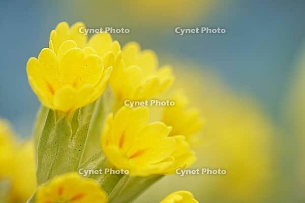 Close-up of a blooming Common cowslip (Primula veris), Kempen, North Rhine-Westphalia, Germany [IBR123893364]