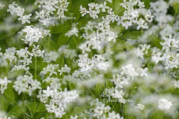 Close-up of woodruff (Galium odoratum), Kempen, North Rhine-Westphalia, Germany [IBR123893365]