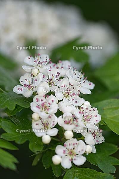 Close-up of a flowering common hawthorn (Crataegus monogyna), Kempen, North Rhine-Westphalia, Germany [IBR123893366]