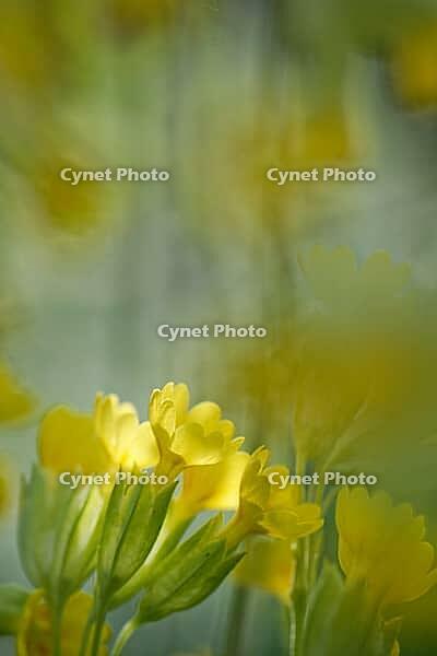 Close-up of a blooming Common cowslip (Primula veris), Kempen, North Rhine-Westphalia, Germany [IBR123893367]