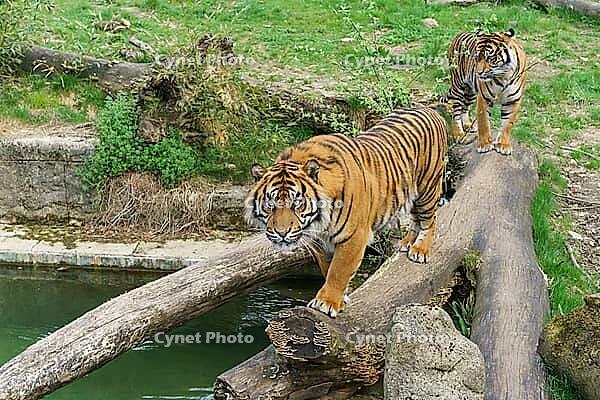 Sumatran tiger (Panthera tigris sondaica) at Osnabrück Zoo, captive, Osnabrück, Lower Saxony, Germany [IBR123893373]