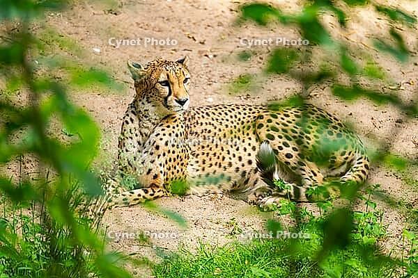 Cheetah (Acinonyx jubatus) lying ion the ground, Germany [IBR123895525]