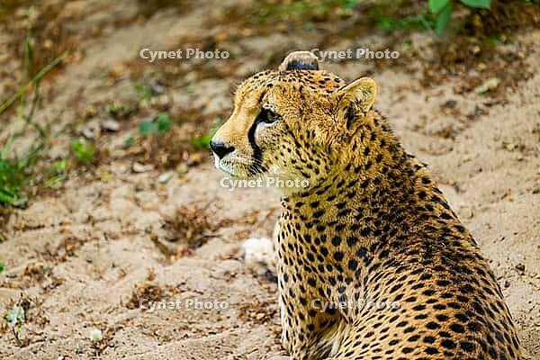 Cheetah (Acinonyx jubatus) lying ion the ground, Germany [IBR123895527]