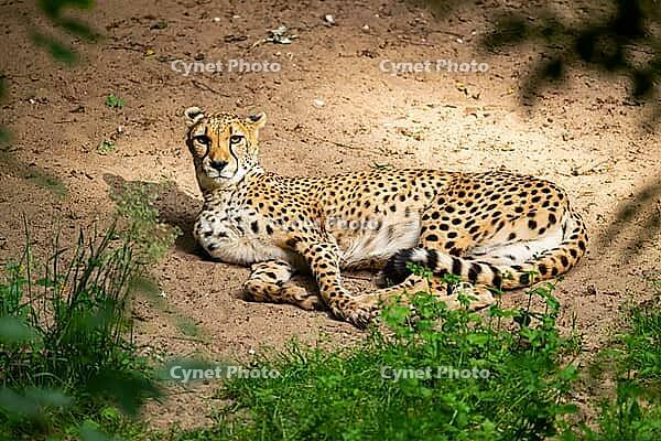 Cheetah (Acinonyx jubatus) lying ion the ground, Germany [IBR123895528]