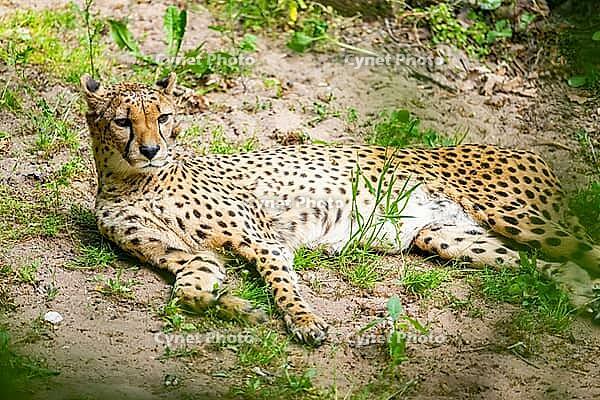Cheetah (Acinonyx jubatus) lying ion the ground, Germany [IBR123895529]