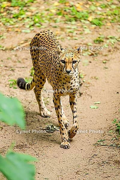 Cheetah (Acinonyx jubatus) walking around on the ground, Germany [IBR123895530]