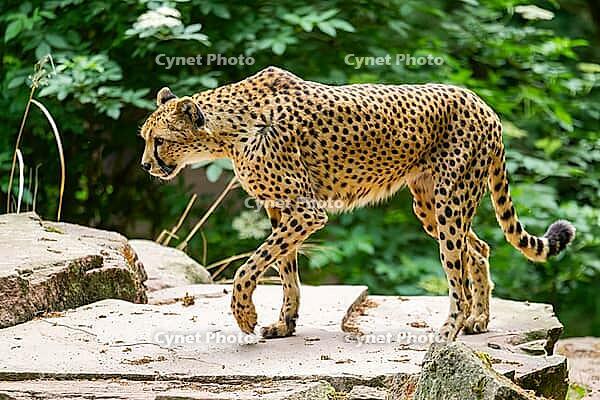 Cheetah (Acinonyx jubatus) walking around on the ground, Germany [IBR123895531]