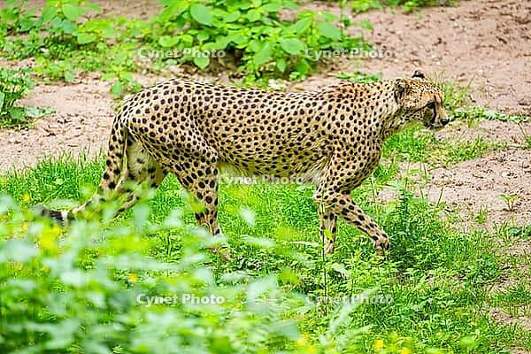 Cheetah (Acinonyx jubatus) walking around on the ground, Germany [IBR123895532]