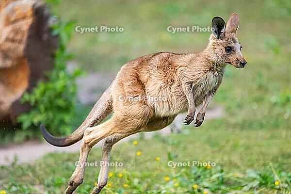 Eastern Gray Kangaroo (Macropus giganteus) youngster jumping on a meadow, captive, Germany [IBR123895534]