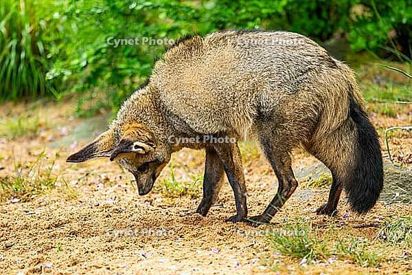 Bat-eared fox (Otocyon megalotis) walking on the ground looking for food, Bavaria, Germany [IBR123895535]