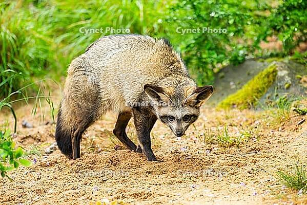 Bat-eared fox (Otocyon megalotis) walking on the ground looking for food, Bavaria, Germany [IBR123895537]