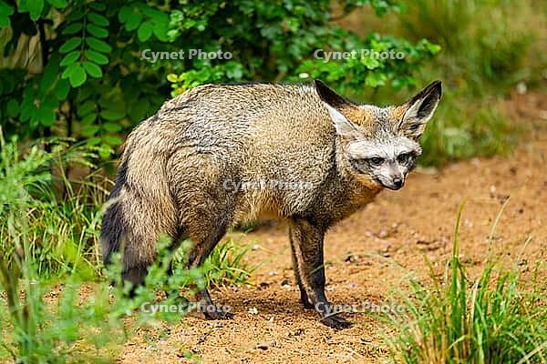 Bat-eared fox (Otocyon megalotis) walking on the ground looking for food, Bavaria, Germany [IBR123895538]