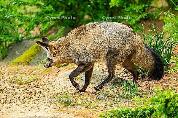 Bat-eared fox (Otocyon megalotis) walking on the ground looking for food, Bavaria, Germany [IBR123895539]