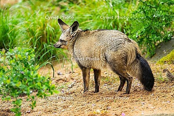 Bat-eared fox (Otocyon megalotis) walking on the ground looking for food, Bavaria, Germany [IBR123895543]