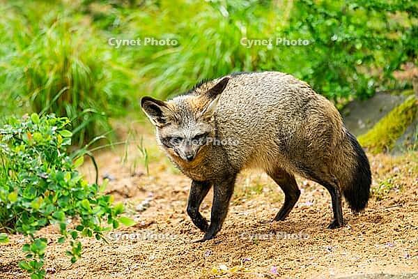 Bat-eared fox (Otocyon megalotis) walking on the ground looking for food, Bavaria, Germany [IBR123895544]