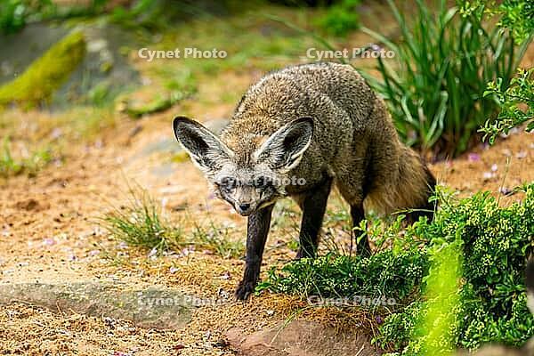 Bat-eared fox (Otocyon megalotis) walking on the ground looking for food, Bavaria, Germany [IBR123895545]