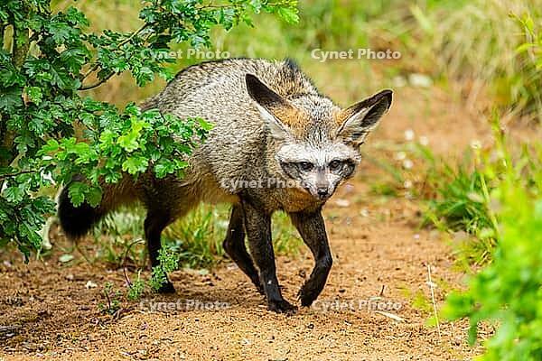 Bat-eared fox (Otocyon megalotis) walking on the ground looking for food, Bavaria, Germany [IBR123895547]