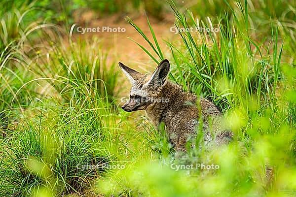 Bat-eared fox (Otocyon megalotis) walking on the ground looking for food, Bavaria, Germany [IBR123895548]