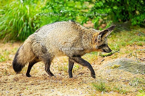 Bat-eared fox (Otocyon megalotis) walking on the ground looking for food, Bavaria, Germany [IBR123895549]