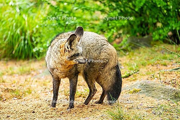 Bat-eared fox (Otocyon megalotis) walking on the ground looking for food, Bavaria, Germany [IBR123895550]