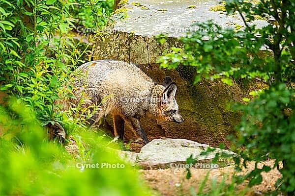 Bat-eared fox (Otocyon megalotis) walking on the ground looking for food, Bavaria, Germany [IBR123895551]