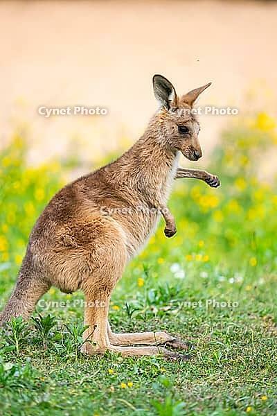 Eastern Gray Kangaroo (Macropus giganteus) youngster sitting on a meadow, captive, Germany [IBR123895552]
