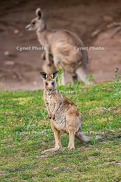Eastern Gray Kangaroo (Macropus giganteus) youngster sitting on a meadow, captive, Germany [IBR123895553]