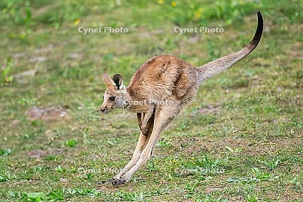 Eastern Gray Kangaroo (Macropus giganteus) youngster jumping on a meadow, captive, Germany [IBR123895555]