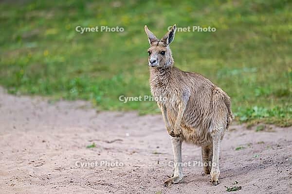 Eastern Gray Kangaroo (Macropus giganteus) standing on a meadow, captive, Germany [IBR123895556]